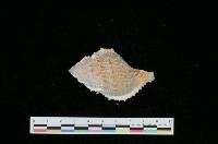 藏品(赤蛙螺)的圖片